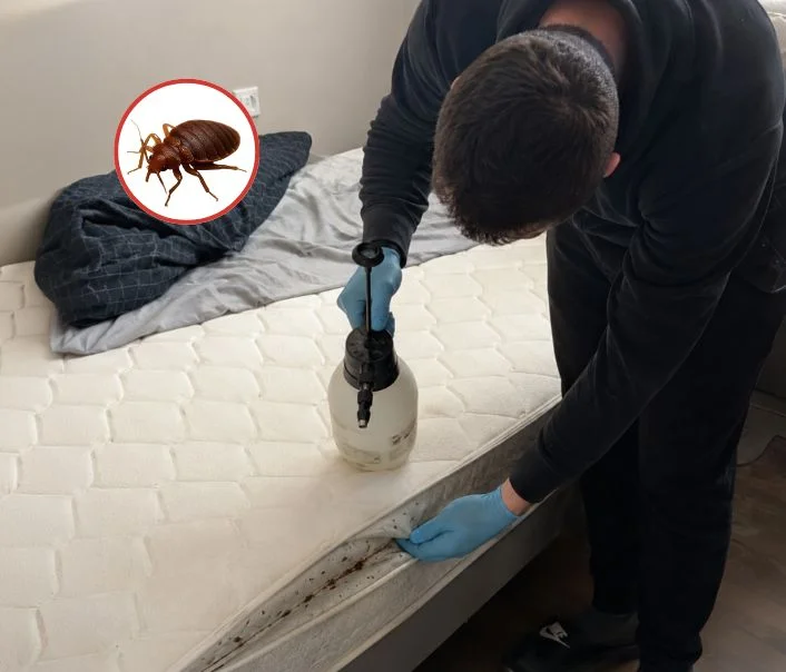 Technicien traitant un matelas contre les punaises de lit à Nozay